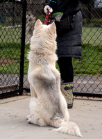 4.5.24_bvspca_Cain-5