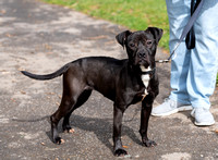4.5.24_bvspca_Cashew-4