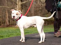 4.5.24_bvspca_Chandler-2