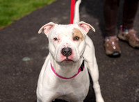 4.5.24_bvspca_Chandler-4